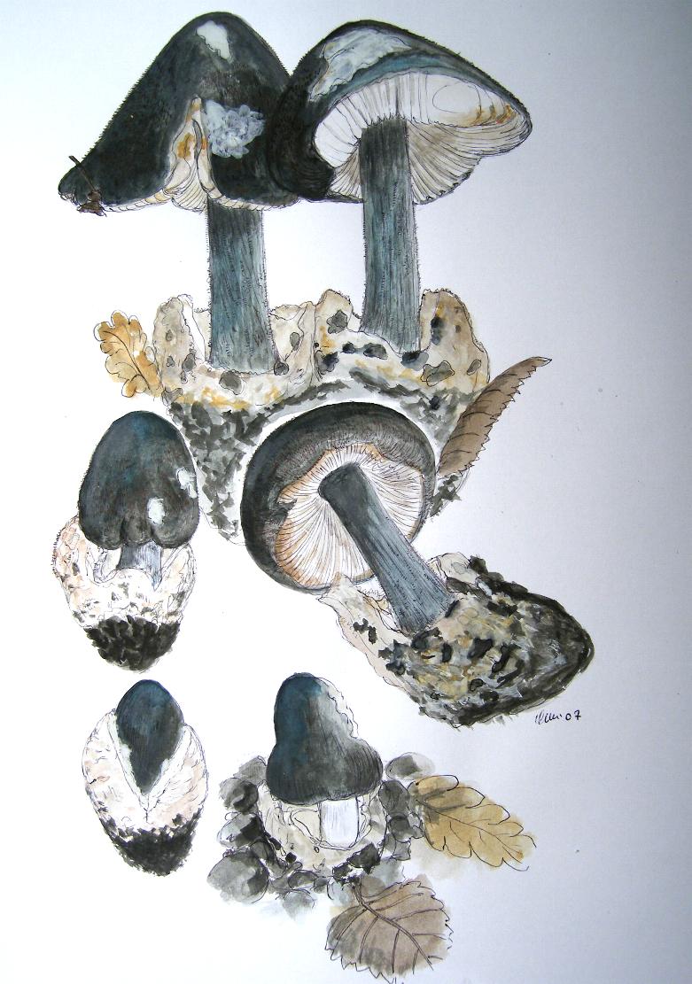 Volvariella  terrea  sp.nov.